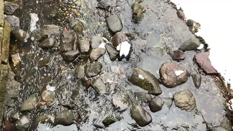 Snowflakes falling on stream with Rocks 4K Stock Footage 250559702