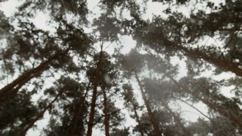 Snowflakes Falling through Tall Pine Trees in Winter Forest Stock Footage 341856276