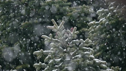 Snowflakes falling on tree branches 1 Stock Footage 226759302
