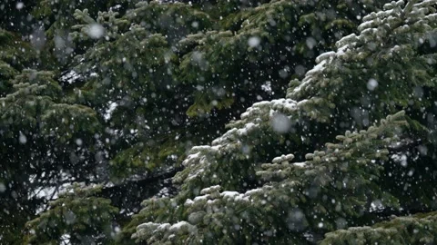 Snowflakes falling on tree branches 3 Stock Footage 226759547