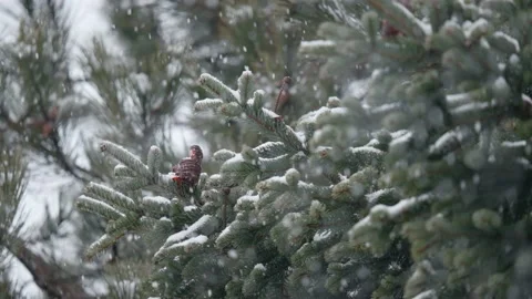 Snowflakes falling on tree branches 4 Stock Footage 226759044