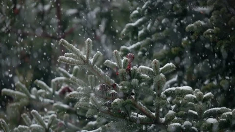 Snowflakes falling on tree branches 5 Stock Footage 226759062