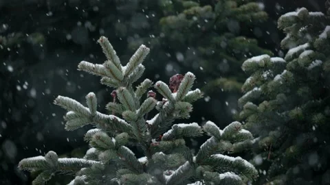 Snowflakes falling on tree branches 6 Stock Footage 226759371