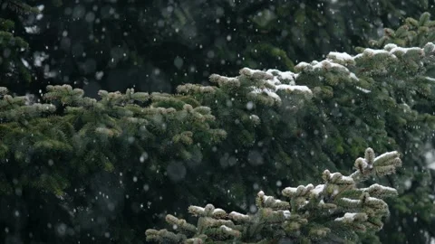 Snowflakes falling on tree branches 7 Stock Footage 226759093
