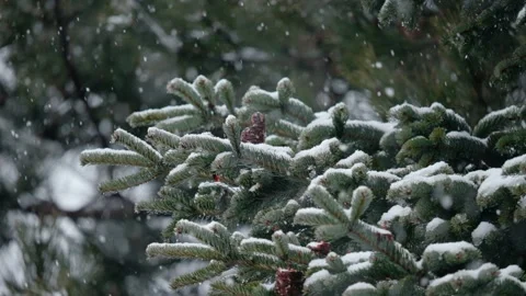 Snowflakes falling on tree branches 8 Stock Footage 226759642