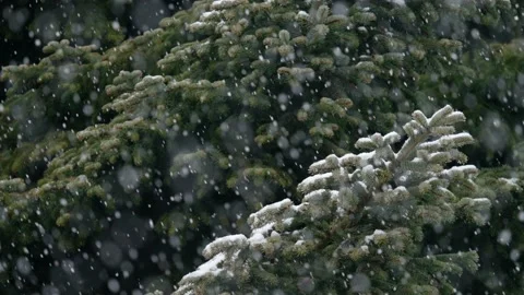 Snowflakes falling on tree branches 9 Stock Footage 226759289