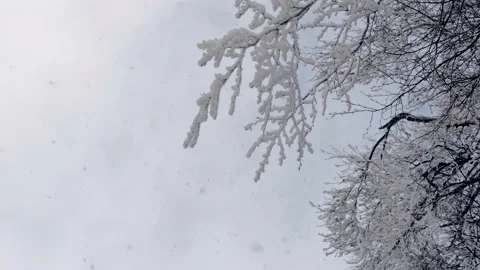 Snowflakes falling on tree branches. Stock Footage 142844234