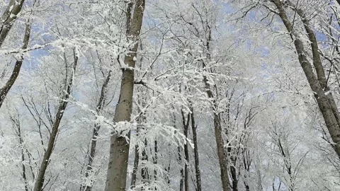 Snowflakes falling on tree branches. Stock Footage 143432507