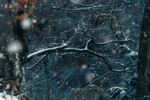 Snowflakes falling on tree branches, heavy snowfall in mountains Stock Photos