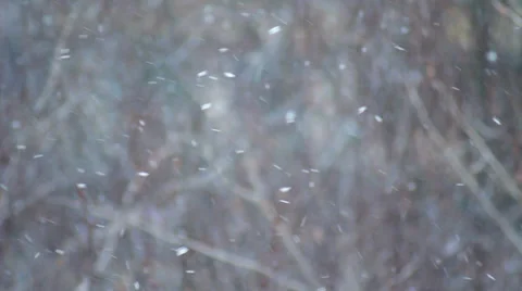 Snowflakes Falling at Windy Forest Background HD Stock Footage 33624578