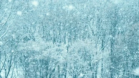 Snowflakes falling at winter forest forest background, slow motion. Heavy Stock-Footage 169411919