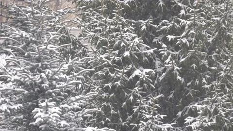 Snowflakes fly in different directions against the background of trees. Stock Footage 85880245