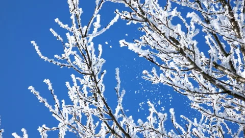 Snowflakes fly in the wind in winter Stock Footage 101592506