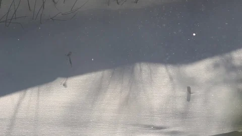 Snowflakes flying in the wind in the sunshine 库存影片 71610200