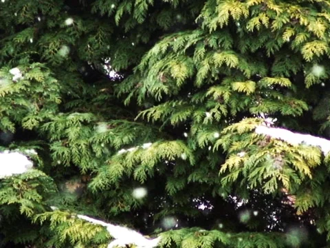 Snowflakes Stock Footage 489994