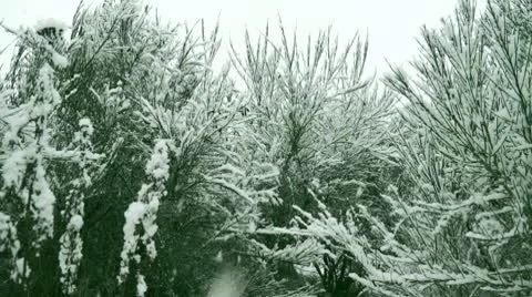 Snowflakes Stock Footage 10627515