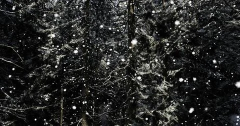 Snowflakes gently falling among dark evergreen trees in a winter forest Stock Illustration
