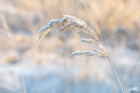Snowflakes on grass Stock Photos