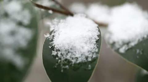 Snowflakes on leaf Stock Footage 21992951