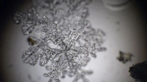 Snowflakes melt under the microscope Stock Footage 105663524