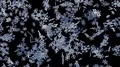 Snowflakes metal shiny snow flake falling xmas christmas decoration holiday 4k 4k or 4k+ Resolution