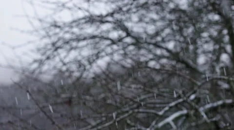 Snowflakes over branches Stock Footage 57625506