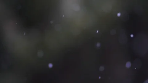 Snowflakes particles is slowly falling on blurred tree branches background Stock Footage 100183664