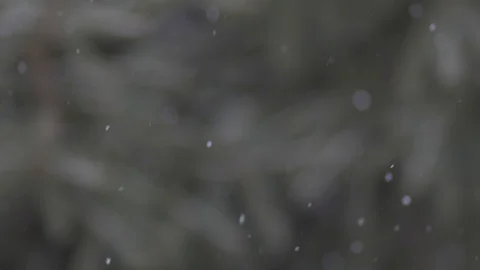 Snowflakes particles is slowly falling on blurred tree branches background. Stock Footage 100186856