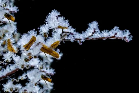 Snowflakes. Stock Photos