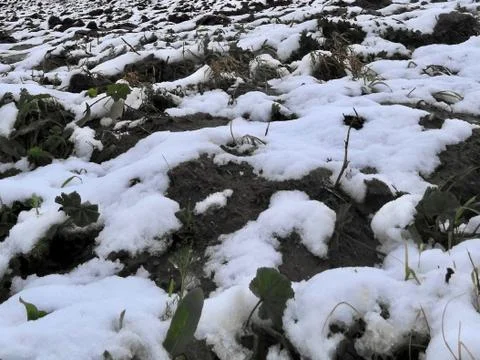 Snowflakes 库存照片