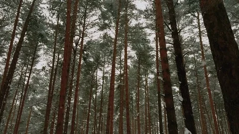 Snowflakes in a pine forest Stock Footage 73222418