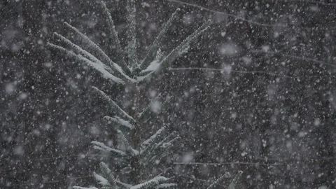 Snowflakes on  a pine trees douring winter 動画素材 127547049