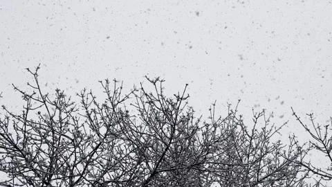 Snowflakes in the sky snowfall winter tree in snow Stock Footage 298254623