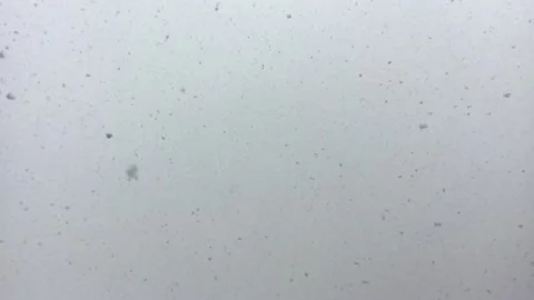 Snowflakes in slow motion Stock Footage 311563592