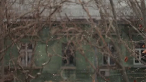 Snowflakes slowly fall and leafless tree branches, close-up Vídeo Stock 73566131