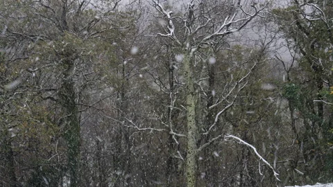 Snowflakes slowly fall in the forest Vídeo Stock 144384377