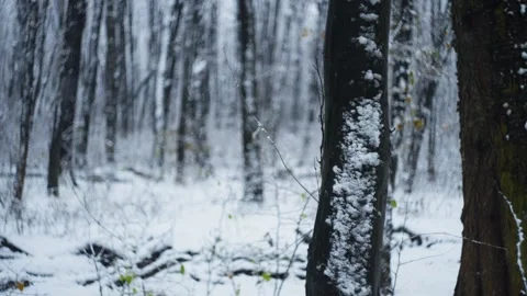 Snowflakes slowly fall on the ground and trees, as if covering them Stock Footage 296406786