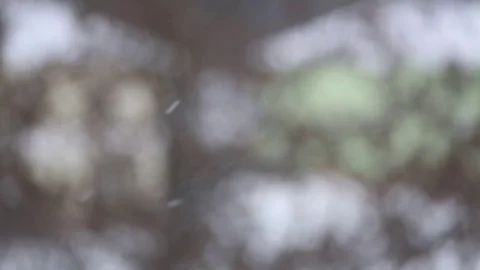 Snowflakes smoothly fall for bakground Stock Footage 70369741