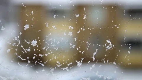 Snowflakes trapped in a cobweb on blurry background Stock Footage 71229580