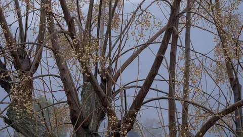 Snowflakes on the tree - 4K Stock Footage 95527096