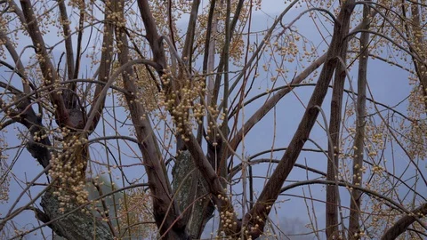 Snowflakes on the tree 4K Slow Motion Stock Footage 95527097