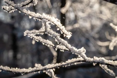 Snowflakes on tree branches after a snowfall close-up. Stock Photos