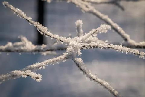 Snowflakes on tree branches after a snowfall close-up. Stock Photos