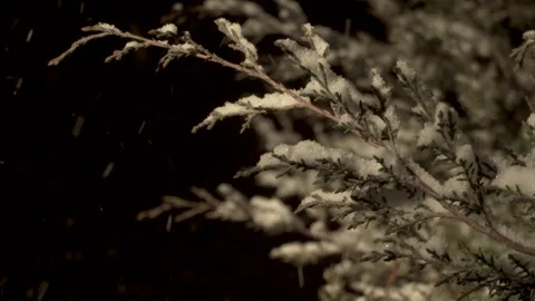 Snowflakes a tree at night Stock Footage 166733852