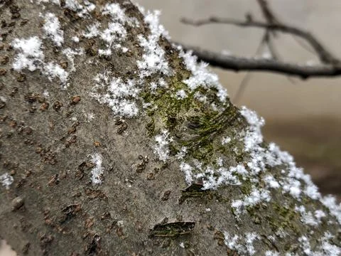 Snowflakes on a tree in winter Stockfoto's