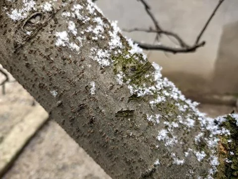 Snowflakes on a tree in winter 库存照片