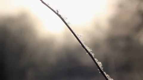 Snowflakes on twig. Macro. Vídeos de archivo 58051764