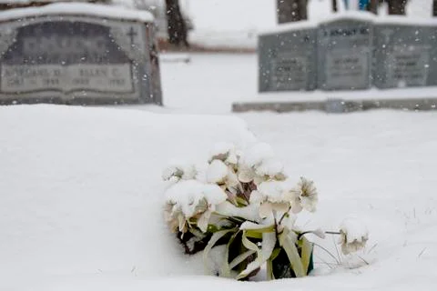 Snowflowers Stock Photos