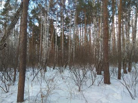 SnowForest Stock Photos