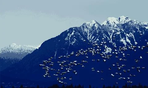 Snowgeese flying by mountain Stock Illustration